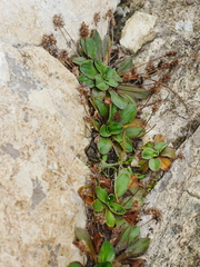 Plantago spathulata