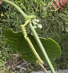 Passiflora apoda