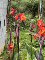 Schistes albogularis