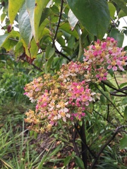 Banisteriopsis caapi