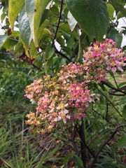 Banisteriopsis caapi