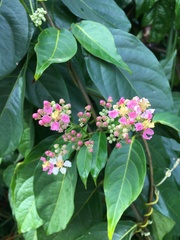 Banisteriopsis caapi