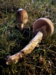 Amanita murrilliana