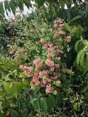 Banisteriopsis caapi