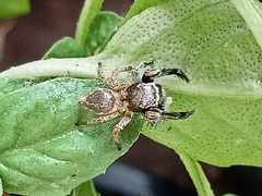 Habronattus hirsutus