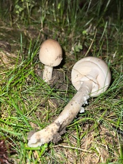 Amanita murrilliana