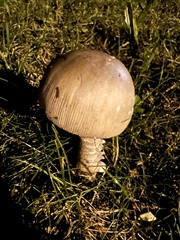 Amanita murrilliana