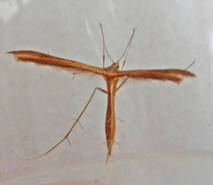 Stenoptilia pterodactyla