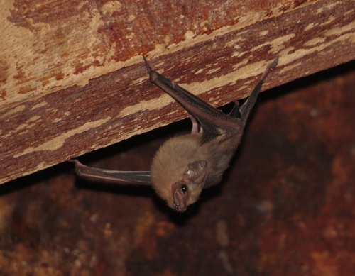 Balantiopteryx plicata