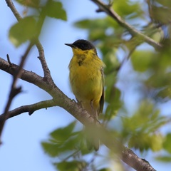 Motacilla flava thunbergi