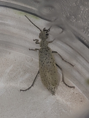 Epicauta maculata-group