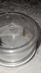 Epicauta maculata-group