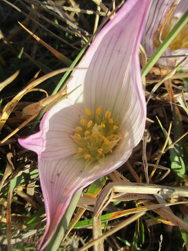 Colchicum melanthioides image