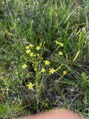 Linum medium texanum