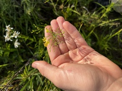 Linum medium texanum