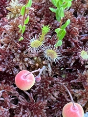 Drosera rotundifolia