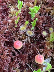 Drosera rotundifolia