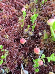 Drosera rotundifolia