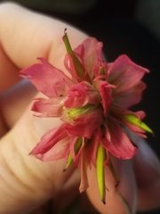 Castilleja miniata miniata