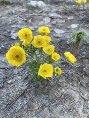 Ranunculus adoneus