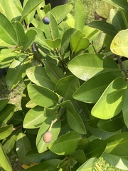 Calophyllum blancoi