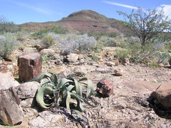 Welwitschia mirabilis image