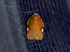 Acleris cervinana