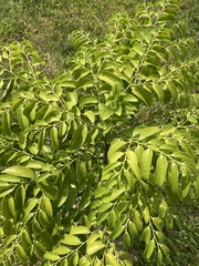 Diospyros kotoensis