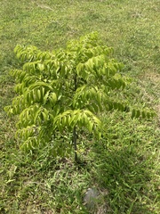 Diospyros kotoensis