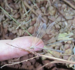 Ameromyia pubiventris