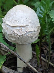 Chlorophyllum brunneum