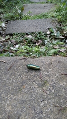 Chrysochroa fulgidissima