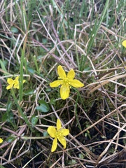 Ranunculus pygmaeus