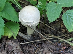 Chlorophyllum brunneum
