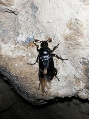 Nicrophorus humator