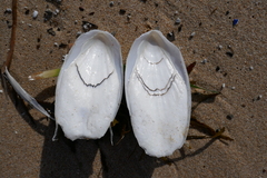 Sepia mestus