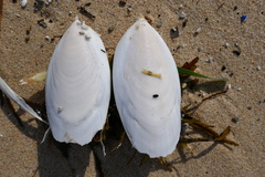 Sepia mestus
