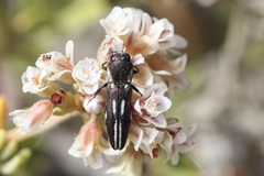 Agrilus blandus