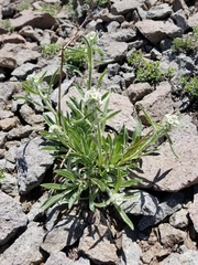 Oreocarya crymophila