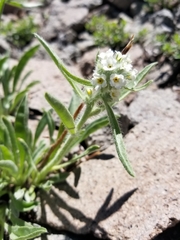 Oreocarya crymophila