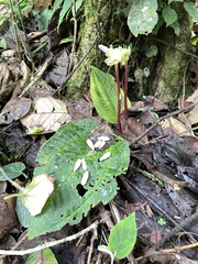 Monolena primuliflora