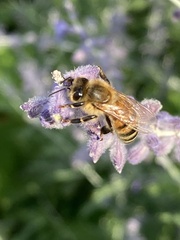 Apis mellifera