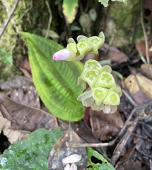 Monolena primuliflora