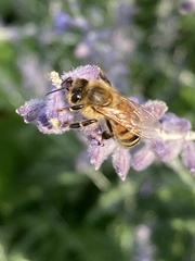 Apis mellifera