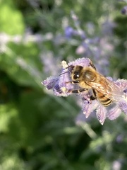 Apis mellifera