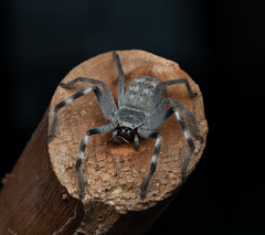 Holconia nigrigularis