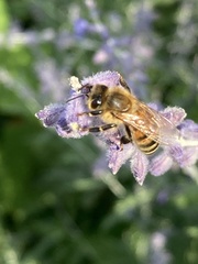 Apis mellifera