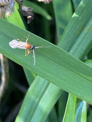 Formica pallidefulva