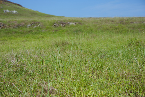 Panicum repens
