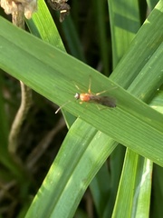 Formica pallidefulva